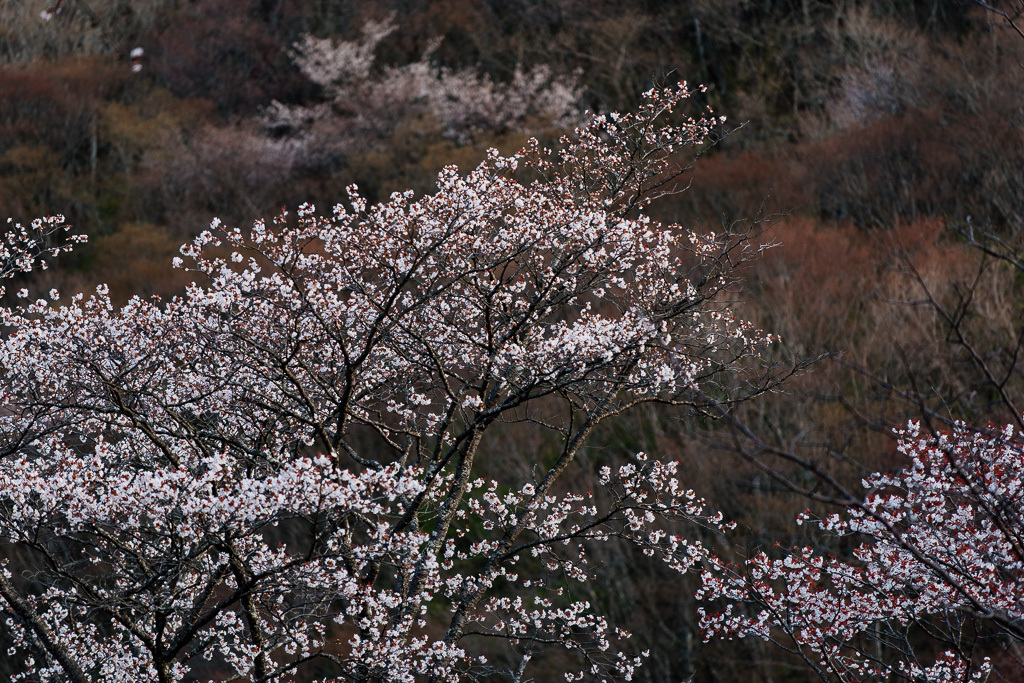 2016　桜撮り納め　また来年_a0301676_11150916.jpg