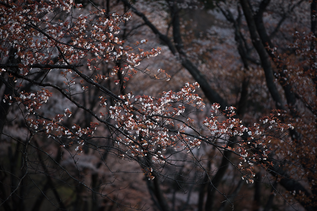 2016　桜撮り納め　また来年_a0301676_11152827.jpg