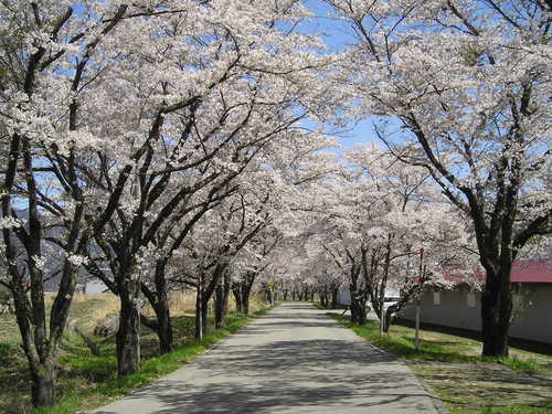 桜_c0155576_1435873.jpg