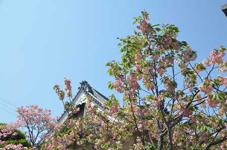 極楽寺　鬱金・御衣黄桜_c0229483_1824178.jpg