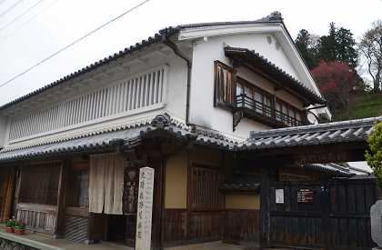宇陀市 森野旧薬園カタクリ Yukoの花散歩