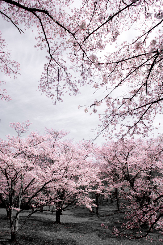 可部運動公園の桜 ー桜写真2016年ラストー_f0189086_2013239.jpg