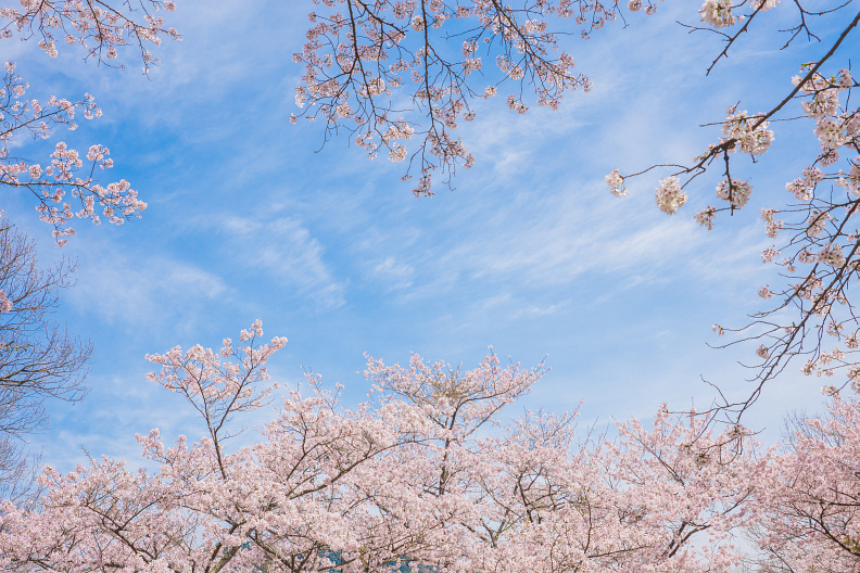 可部運動公園の桜 ー桜写真2016年ラストー_f0189086_2015466.jpg