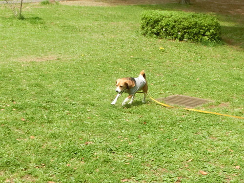 a0319693_895198.jpg