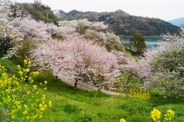 春のしまなみ海道サイクリング_a0206496_14523585.jpg