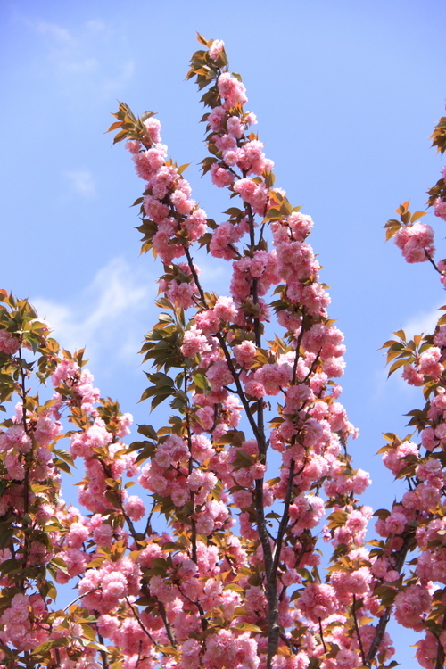 道端の八重桜_d0248502_22274966.jpg