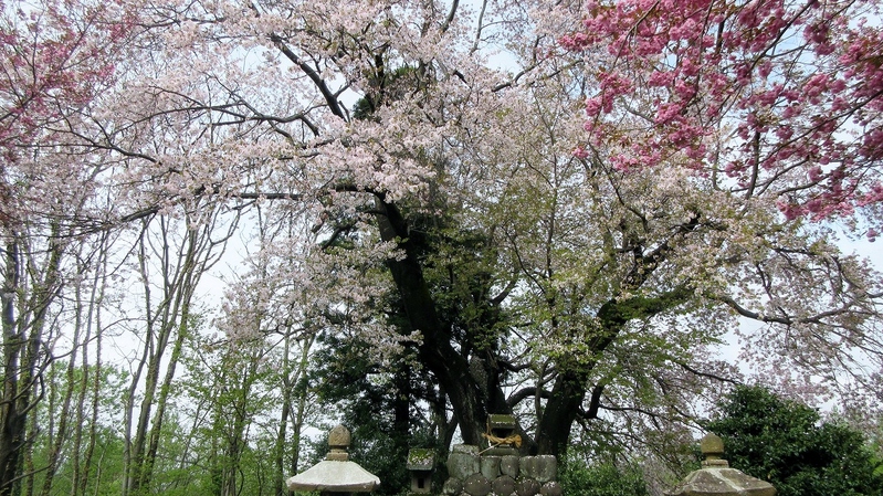 冨士神社エドヒガン桜満開_b0163804_1854178.jpg