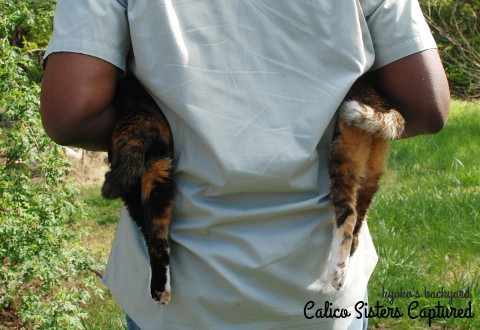 捕まった三毛猫姉妹_b0253205_01293880.jpg