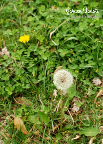 花壇の様子と野菜の苗たち（4月中旬）_b0253205_02532364.jpg