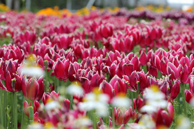 何の木の花とはしらず匂哉。_a0116107_23463431.jpg