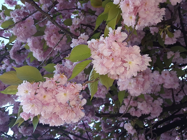c0167813_63399.jpg