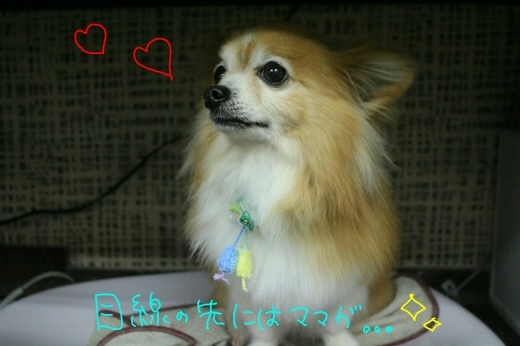 ミスド。_b0130018_00291008.jpg