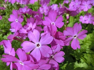 e0234924_15204348.jpg