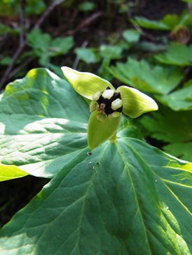 c0204725_10482091.jpg