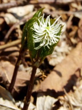 c0204725_1049814.jpg