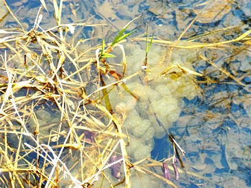 c0204725_1073011.jpg