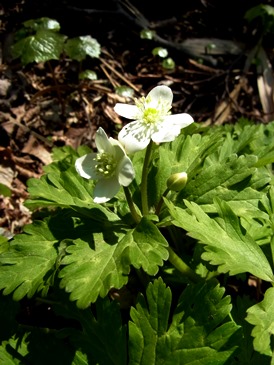 c0204725_93138100.jpg