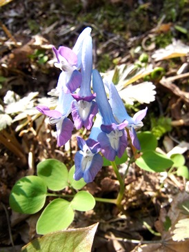 c0204725_9375416.jpg