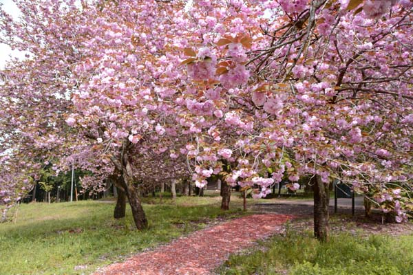 高崎自然の森・・・・つくば市_f0147025_18523655.jpg