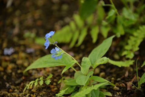 お出かけ前の花と鳥_e0335926_22260093.jpg