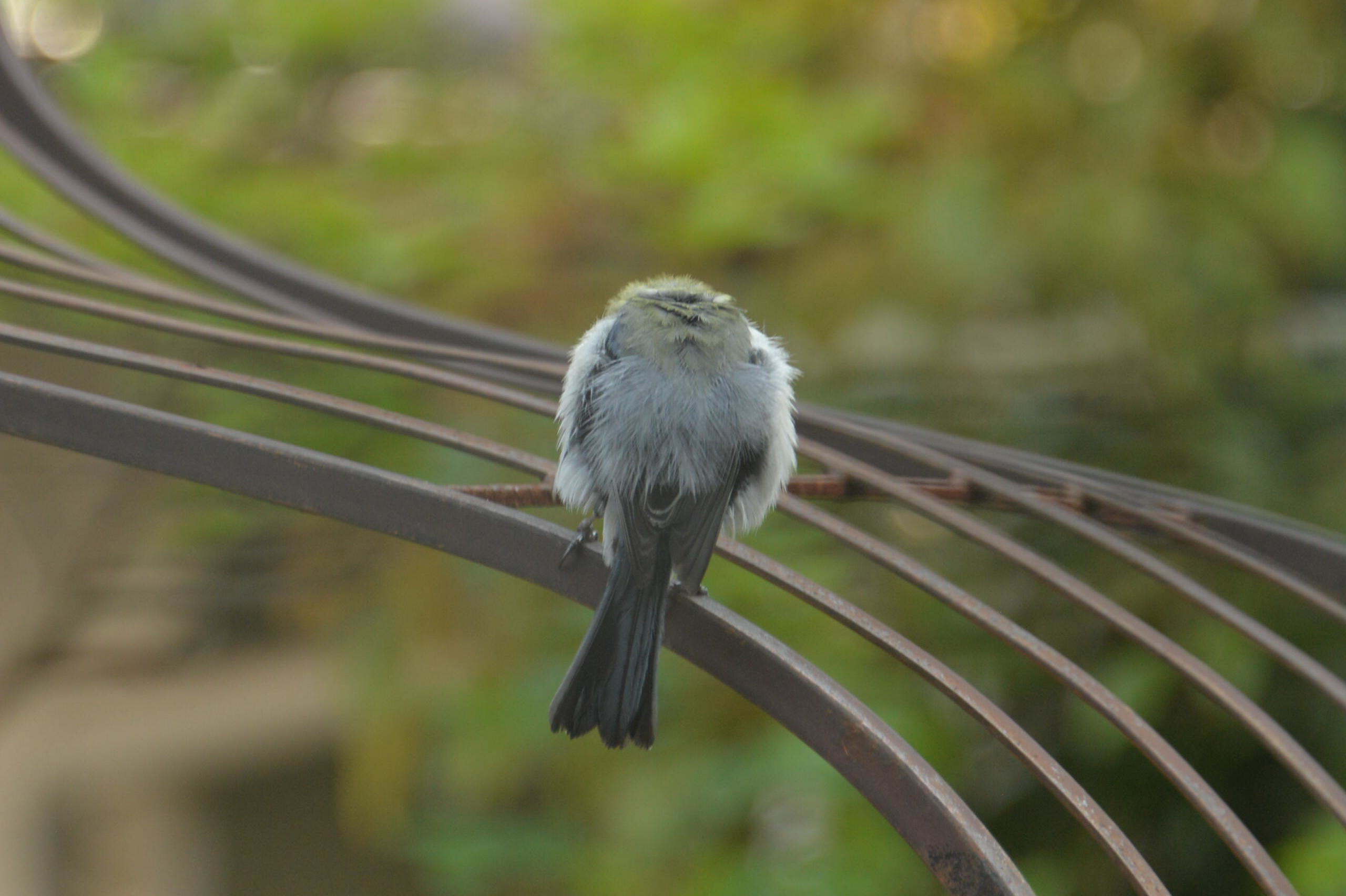 お出かけ前の花と鳥_e0335926_22293590.jpg