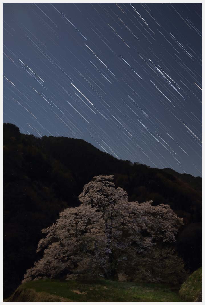 駒つなぎの桜_d0339929_19343868.jpg