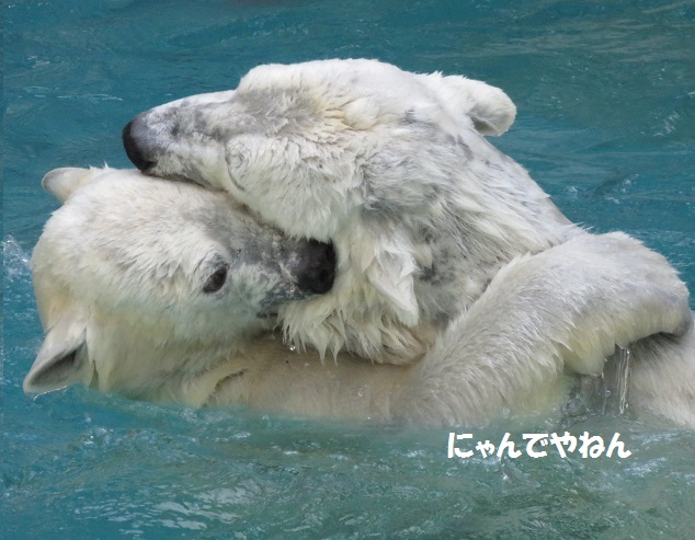 とうとうきたか・・ (追記あり)_f0002743_14554069.jpg