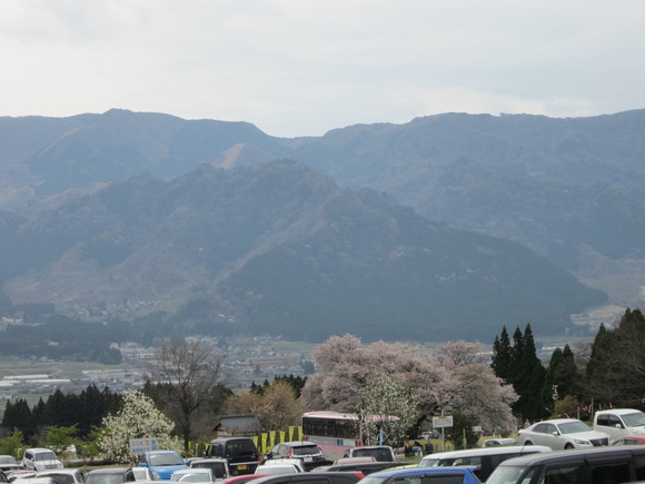 熊本大震災!緑よ、よみがえれ!_a0237545_10281035.jpg