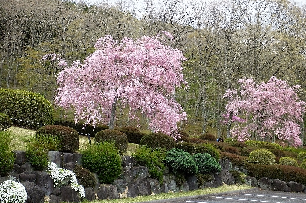 霊園の枝垂れ桜など　　　　　　_b0236251_10382272.jpg