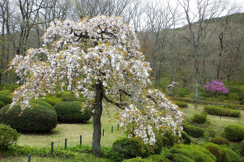 霊園の枝垂れ桜など　　　　　　_b0236251_10384270.jpg