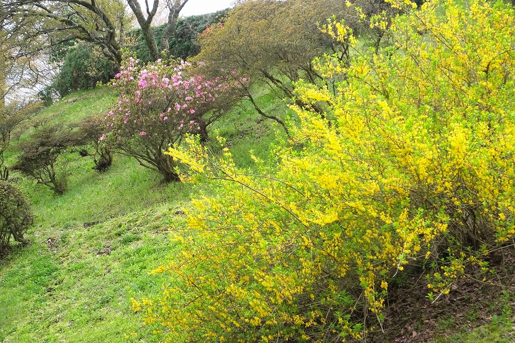 霊園の枝垂れ桜など　　　　　　_b0236251_10482868.jpg