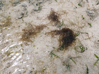 c0180460_65616.jpg