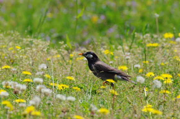 淀川野鳥_d0256061_14462344.jpg