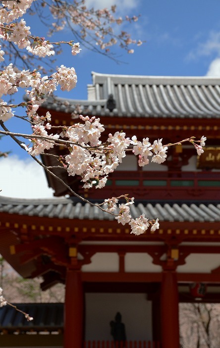 蓼科の桜情報_b0341869_14562680.jpg