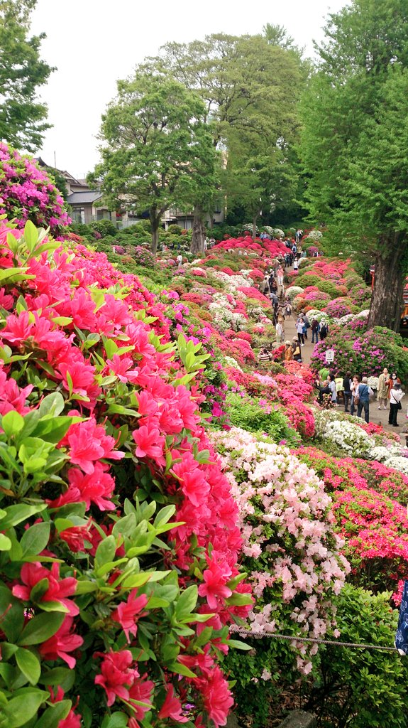 根津神社のつつじ/谷中フラノフ・モンブラン/上野天井壁画/恵比寿文庫セレンディップ散策_c0002171_21151893.jpg