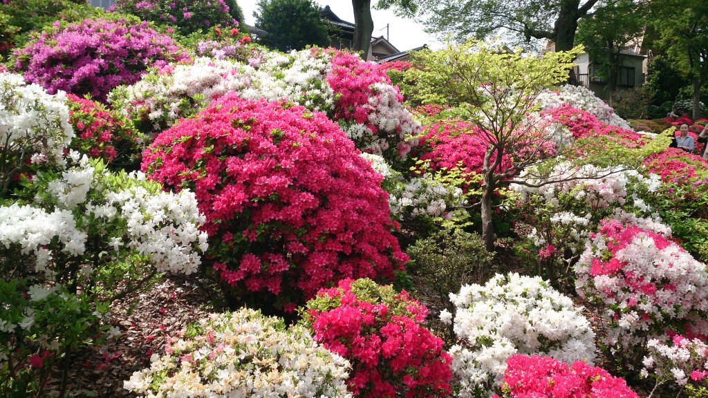 根津神社のつつじ/谷中フラノフ・モンブラン/上野天井壁画/恵比寿文庫セレンディップ散策_c0002171_2116162.jpg