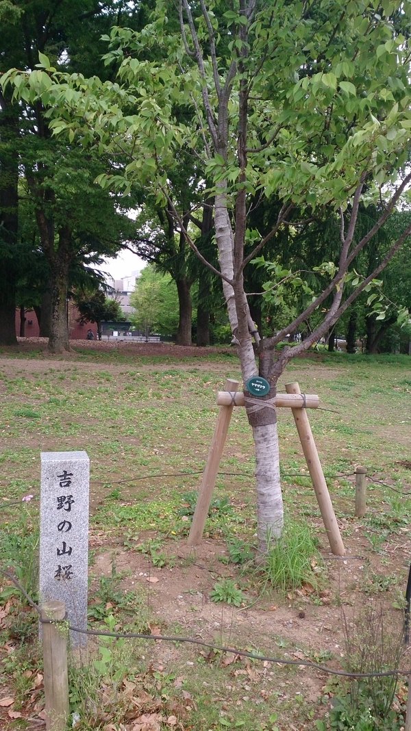 根津神社のつつじ/谷中フラノフ・モンブラン/上野天井壁画/恵比寿文庫セレンディップ散策_c0002171_2130984.jpg
