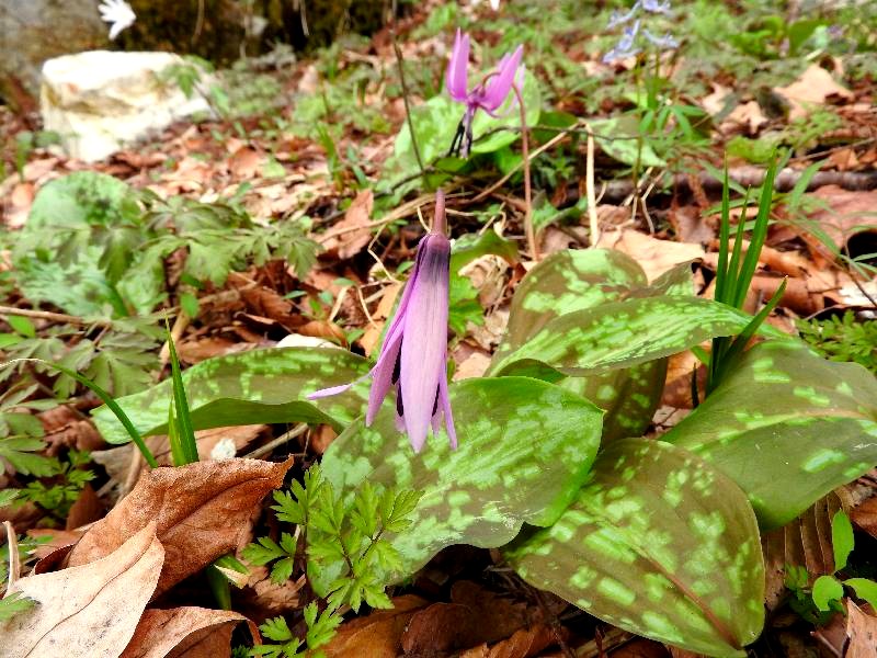 　スプリングエフェメラル　（カタクリの花）_f0290971_195414100.jpg