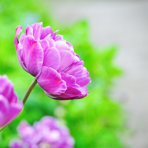 散歩で見つけた春の花_e0340485_13291529.jpg