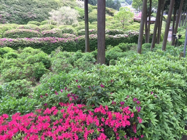 三室戸寺 花の開花状況_d0113187_14211928.jpg