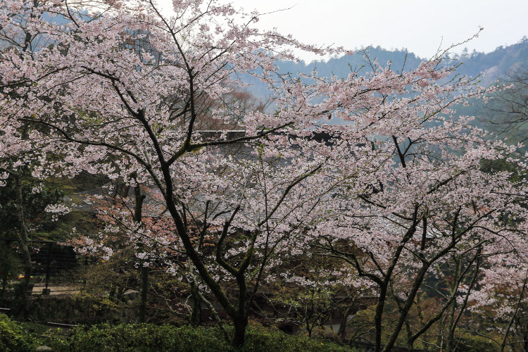 鞍馬寺_e0051888_10591780.jpg