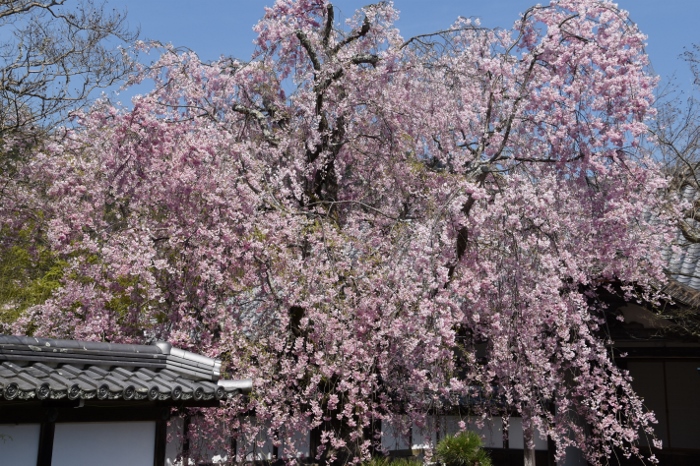 比叡山横川への林道歩き_b0067694_16363125.jpg