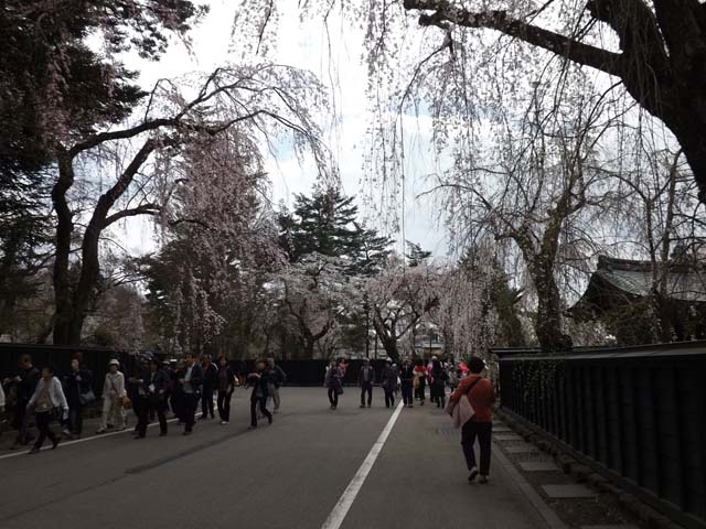 秋田県角館の桜_f0019498_20381676.jpg