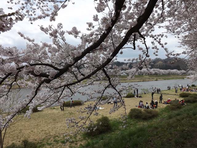 秋田県角館の桜_f0019498_20393382.jpg