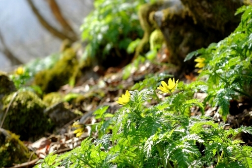 花の藤原岳③山と花の風景_e0304001_17503855.jpg