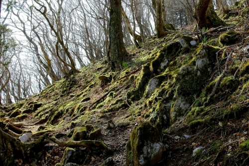 花の藤原岳③山と花の風景_e0304001_17504526.jpg