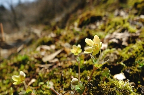 花の藤原岳③山と花の風景_e0304001_17504764.jpg