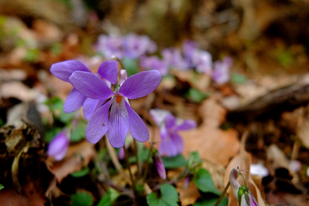 花の藤原岳③山と花の風景_e0304001_17505631.jpg