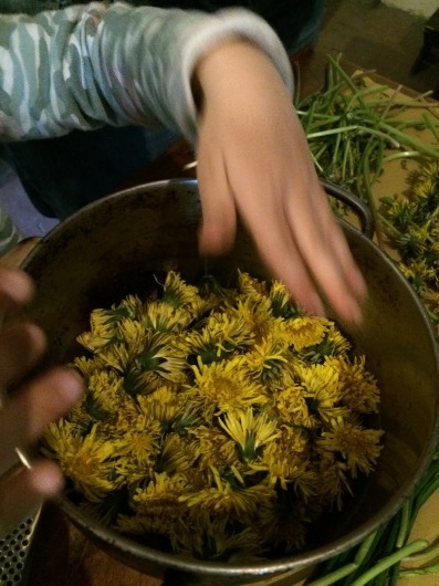 たんぽぽ シロップ