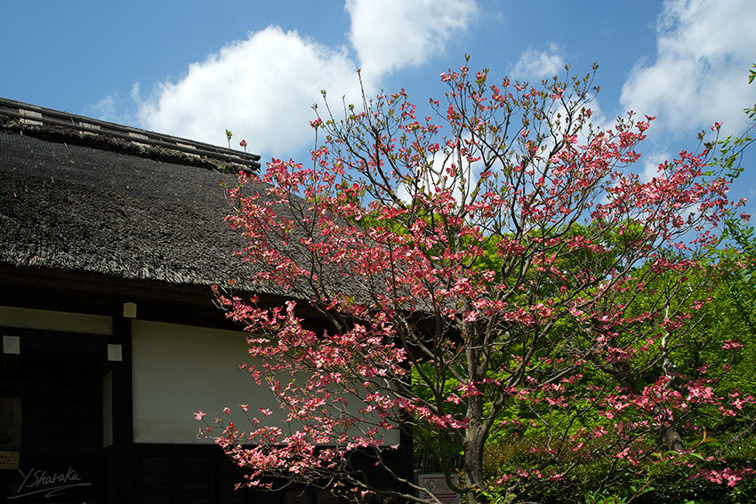 f0344614_1216449.jpg